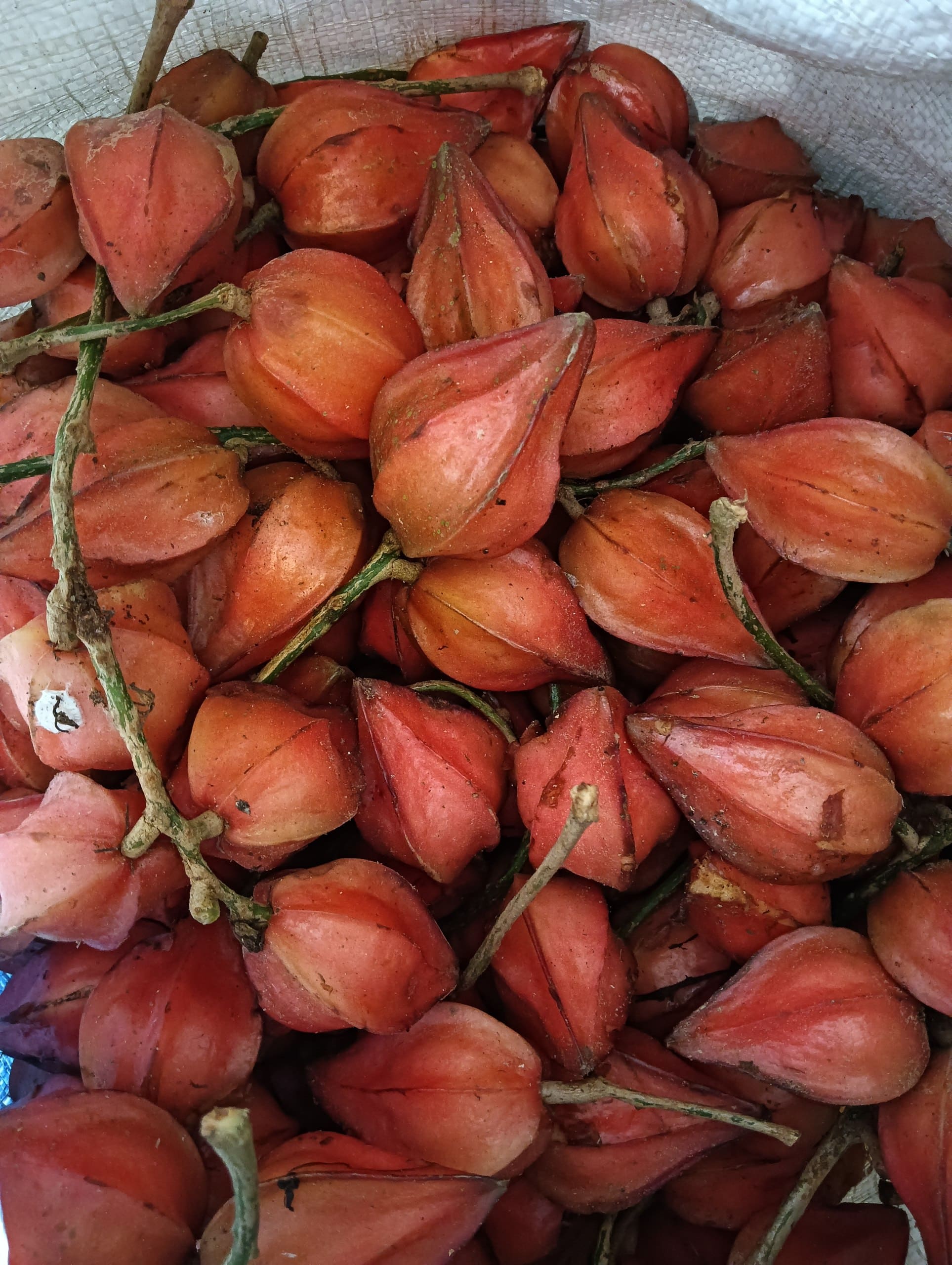Starfruit (Belimbing) grown at Satoyama Farm