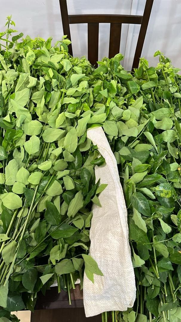 Cangkuk Manis grown at Satoyama Farm