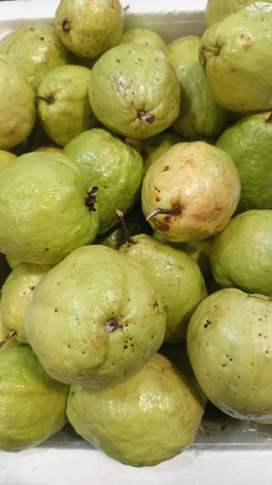 Guava grown at Satoyama Farm