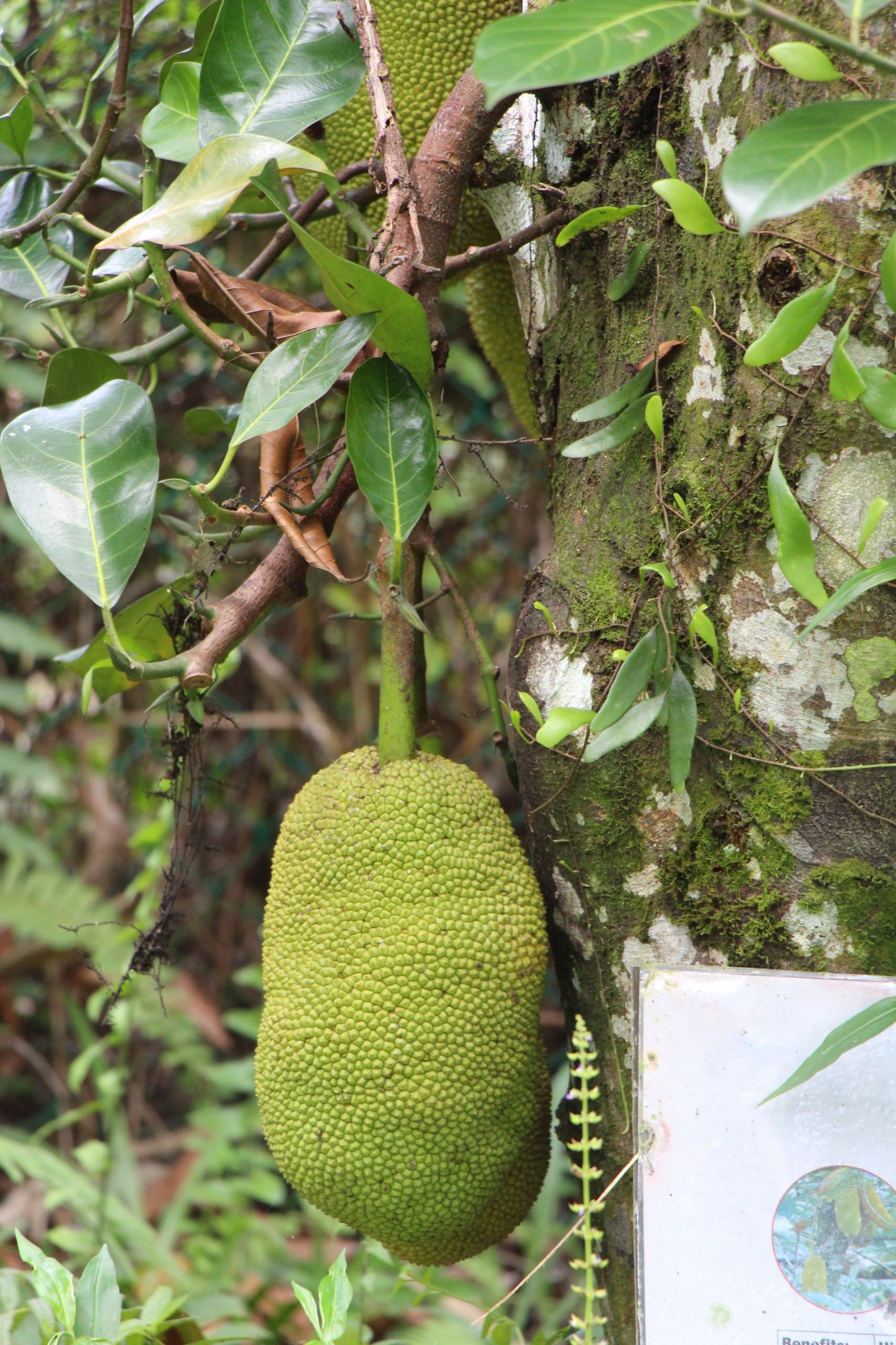 Jackfruit (Nangka) grown at Satoyama Farm