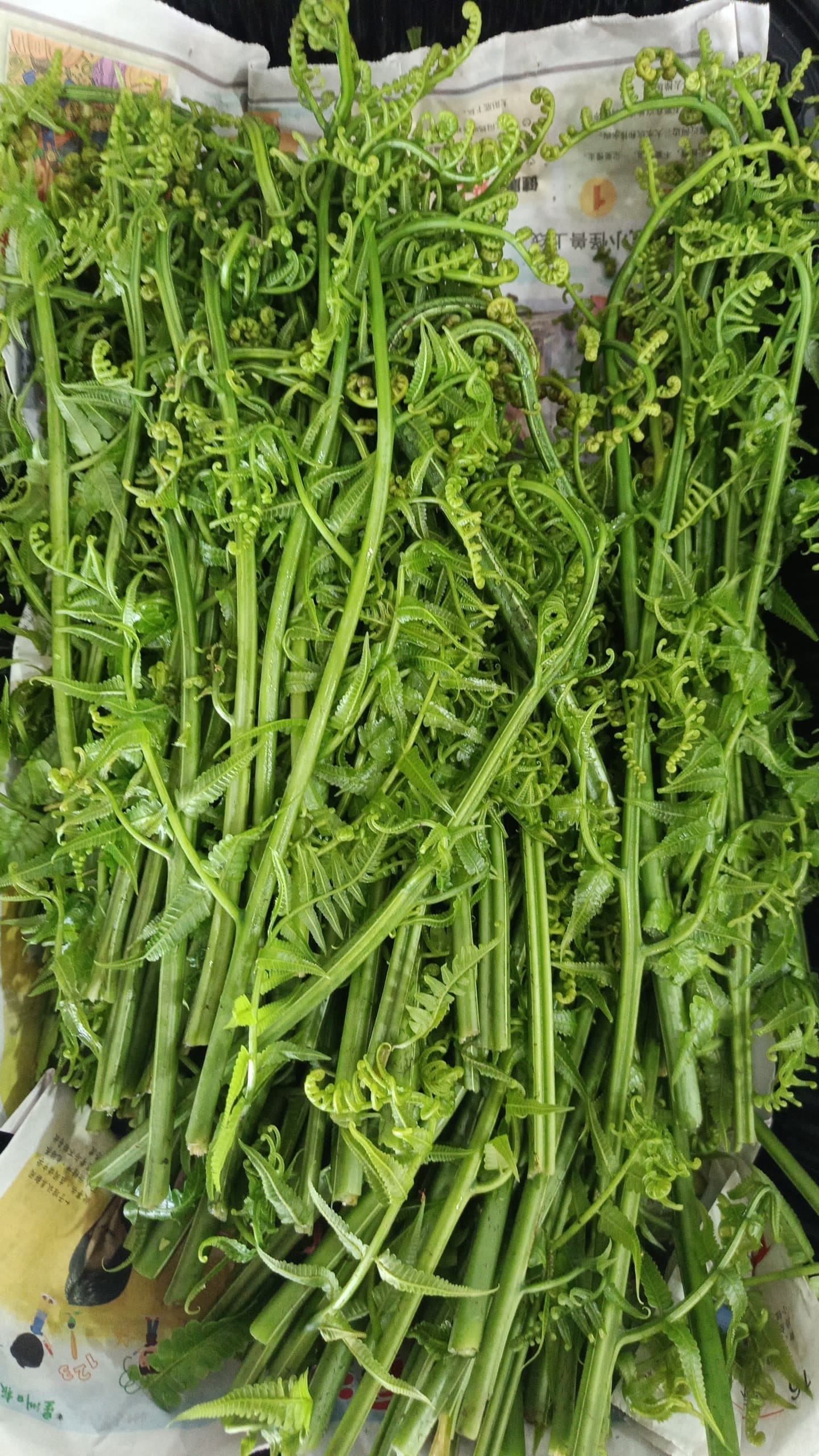 Fiddlehead Fern (Paku Pakis) grown at Satoyama Farm