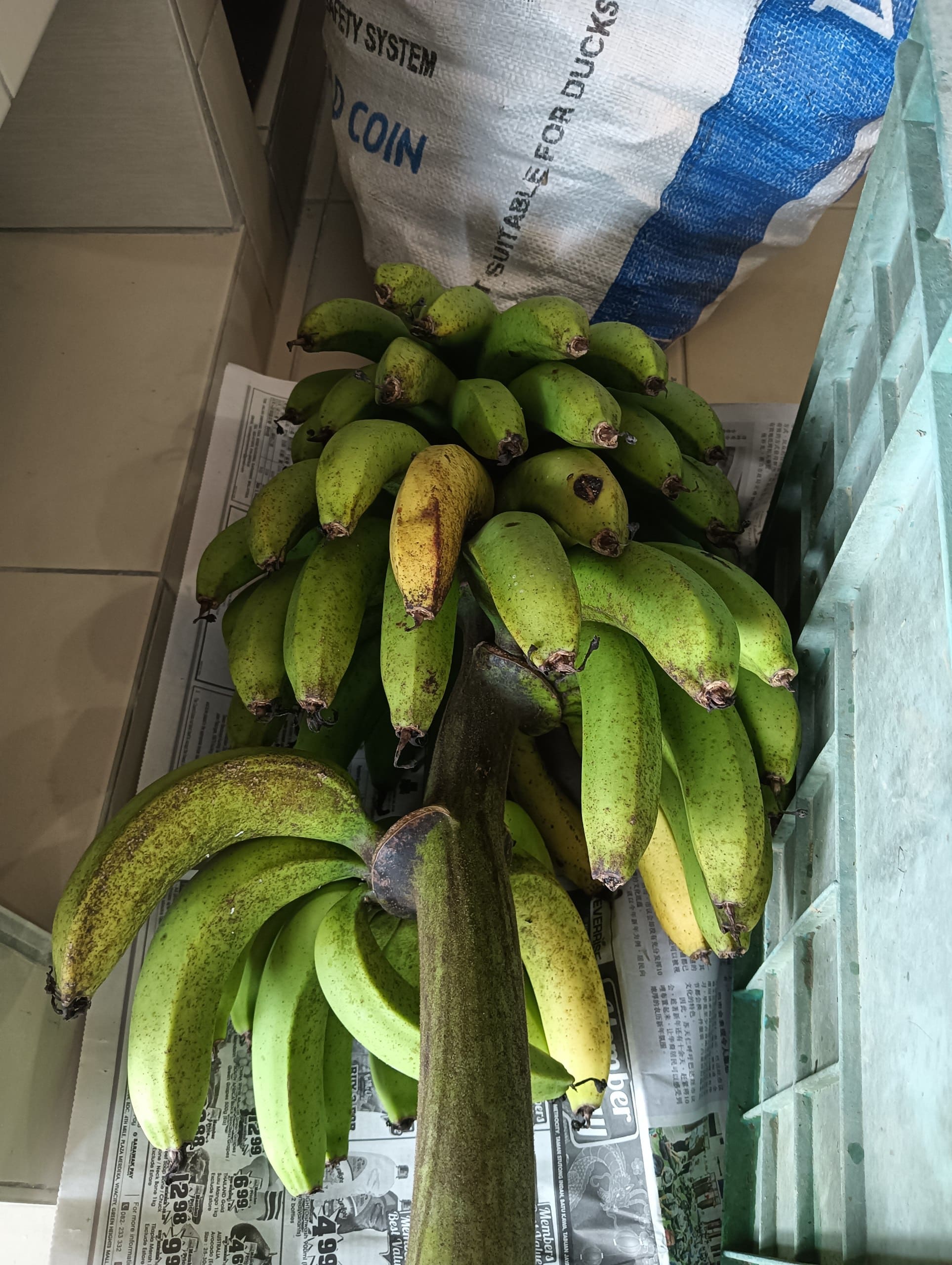 Banana (Pisang) grown at Satoyama Farm