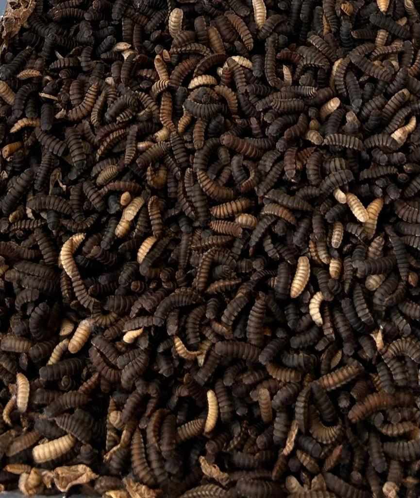 Dried Black Soldier Fly larvae product