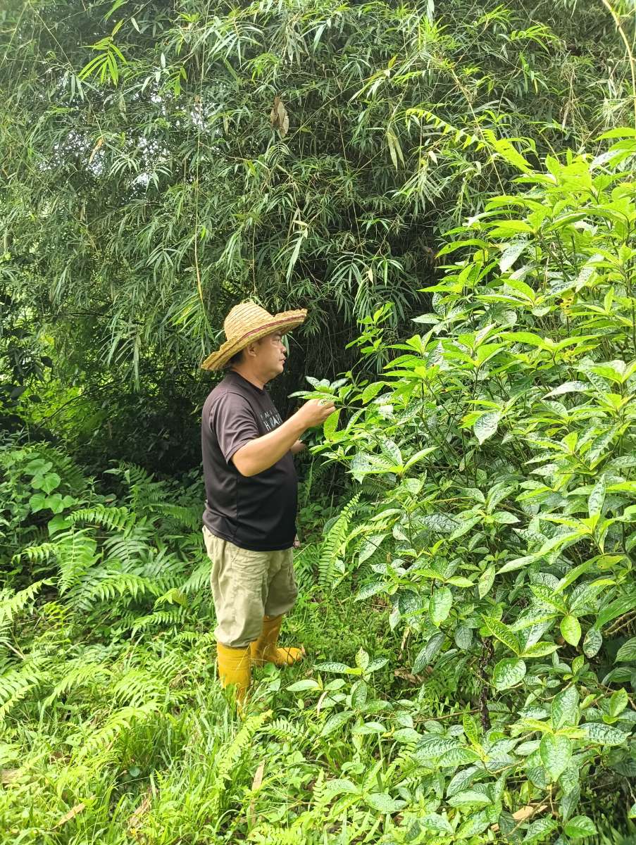Organic planting at Satoyama Farm