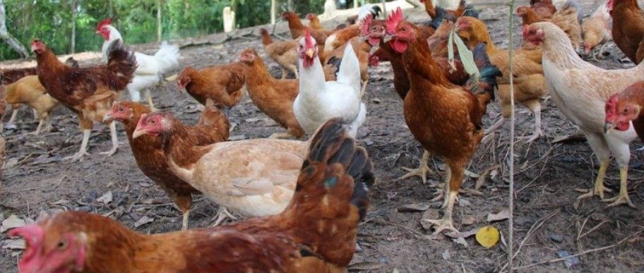 Free range chickens at Satoyama Farm