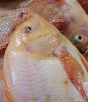 Tilapia fish from Satoyama Farm