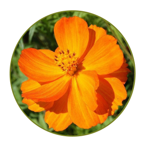 Cosmos Sulphureus