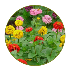 Zinnia