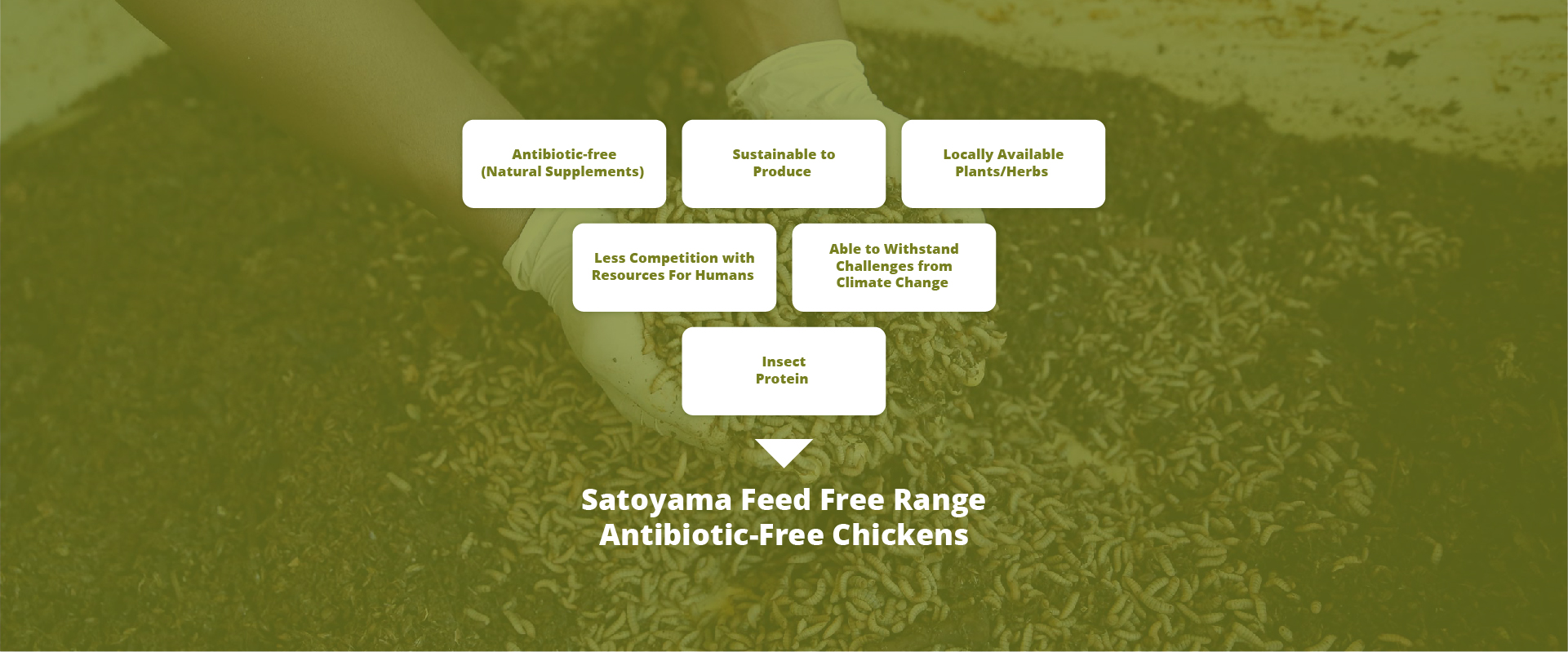 Satoyama New Output 3-07