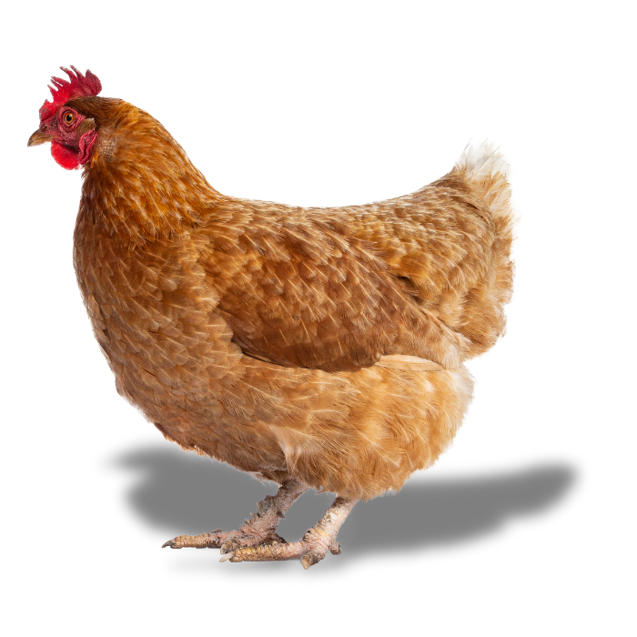 ayam satoyama